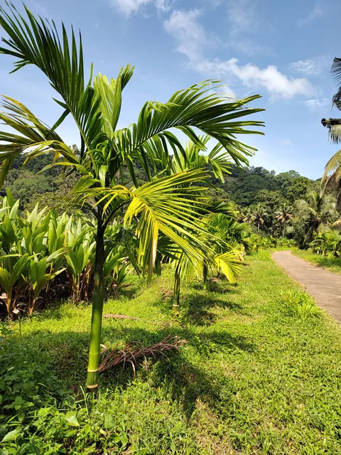 Coconut Development Board, Manimaruthumchal, Neriamangalam