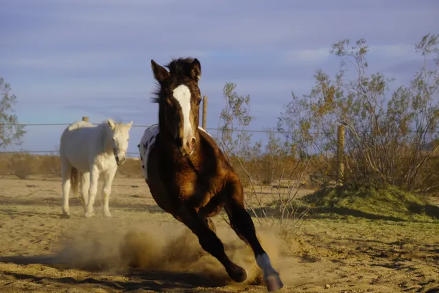 Cascade Trails Mustang Sanctuary