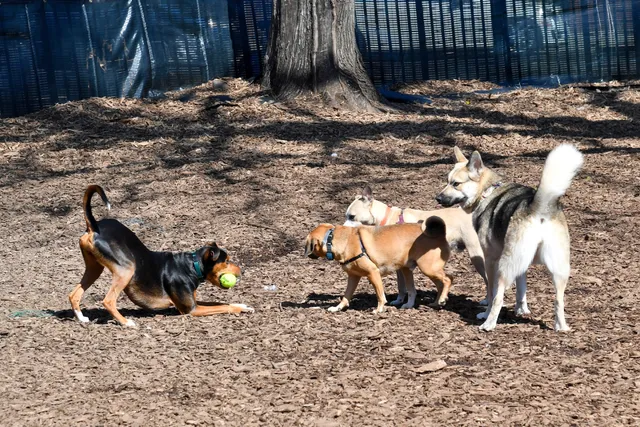 Herbert Von King Park Dog Run