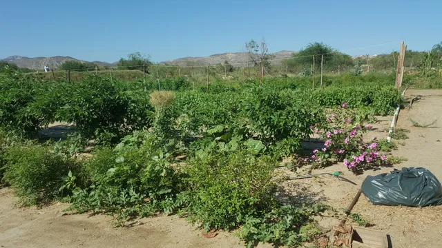 Frondoso Landscape & Nursery