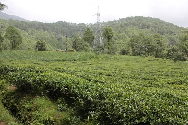 New tea garden
