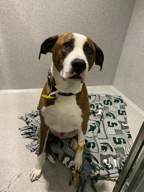 Animal Emergency and Specialty Hospital of Grand Rapids