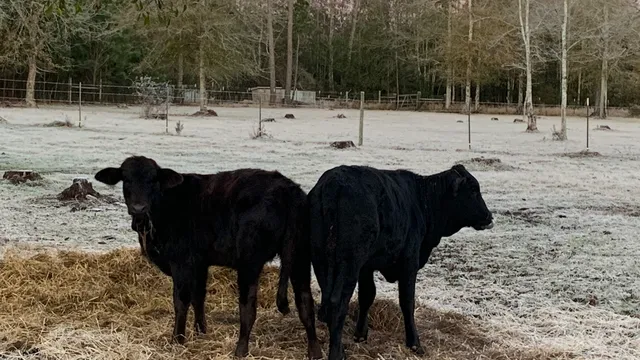 Black Creek Farm llc