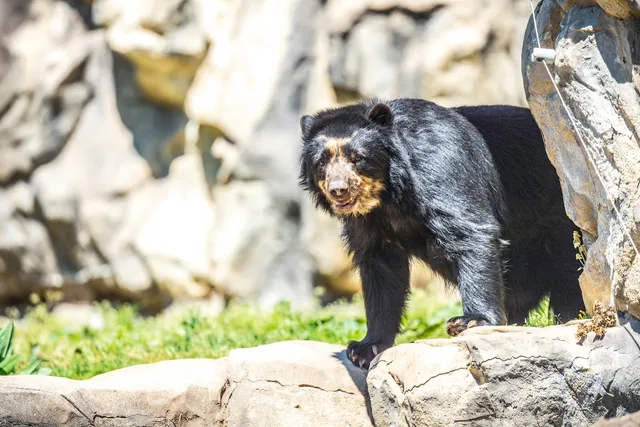 Andean Bear Exhibit