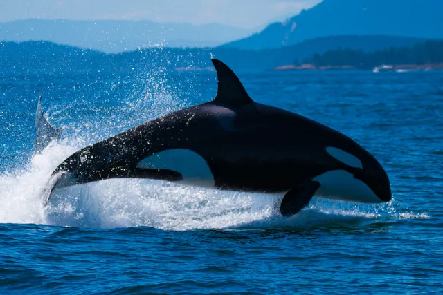 Spirit of Orca Whale Watching, Wildlife, & Birding Tours