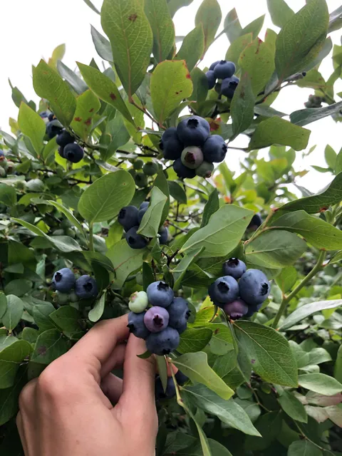 Herrick Hill Huckleberry Farm