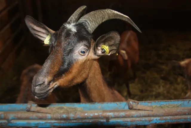 Chalet l'Agnelie, les Toits Suspendus