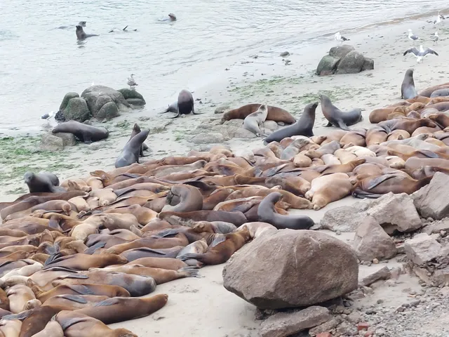 Monterey Peninsula Recreational Trail