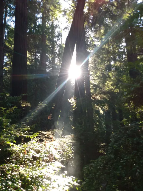 Sequoia Park Rear Exit
