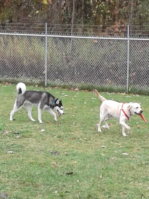 Hubbard Pet Resort & Spa