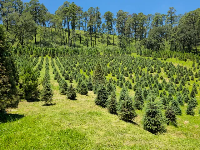 Rancho Los Ciervos Santuario de Luciérnagas