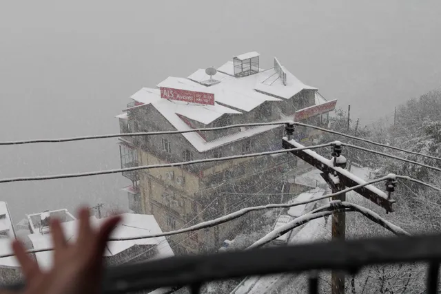 Shimla Hives Nature’s Sprout