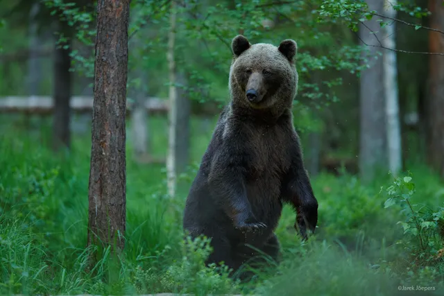 Natourest - Bear and Wildlife Watching in Estonia
