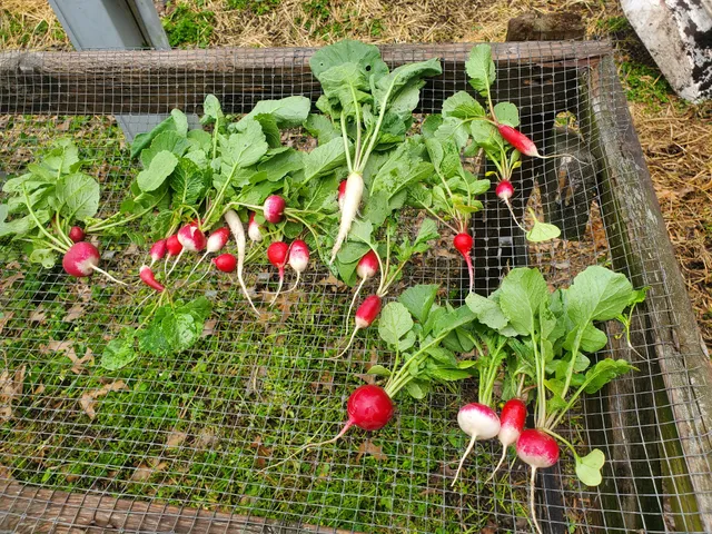 New Roots Urban Farm