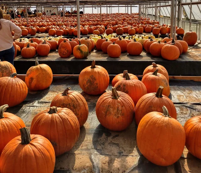 Country Sun Farm & Greenhouses