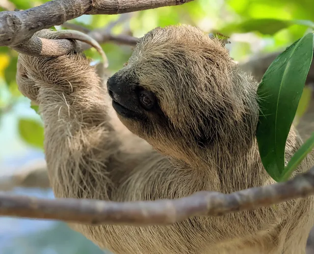 Daniel Johnson's Monkey and Sloth Hang Out