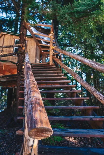 Mountain View's Tree House Joint