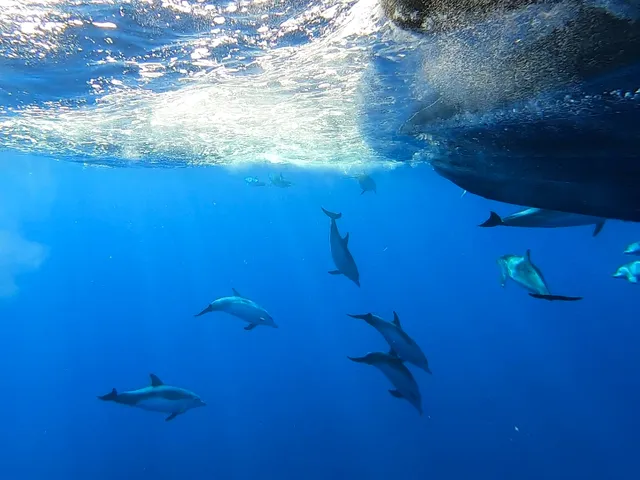 Mirissa Whales Snorkeling And Fishing Tours