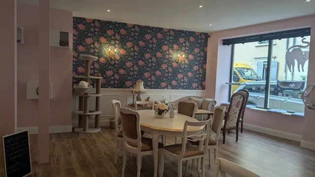 Déli'Cat - Bar à chats à l'adoption - Salon de thé - Restauration rapide (interdit aux enfants de moins de 10 ans)