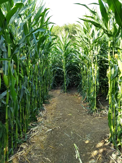Tapia Brothers Corn Maze