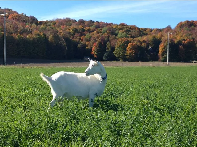 Autumn Ridge Goat Farm