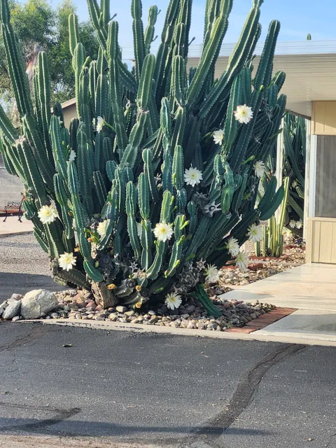 Comanche Wells Mobile Home Park