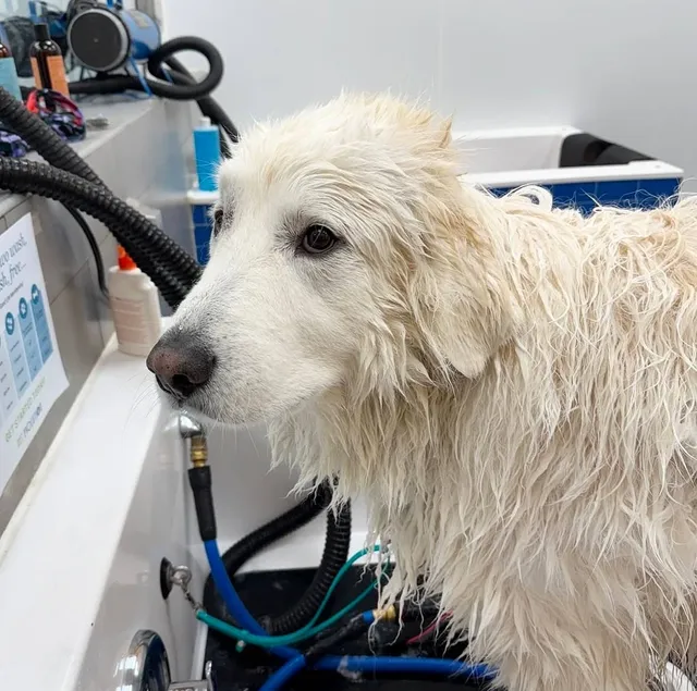 Pet Evolution - Eden Prairie, MN - Grooming | Self-Wash | Healthy Food | Mobile Nail Trim