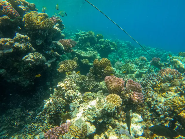 Coral reef Makadi Bay