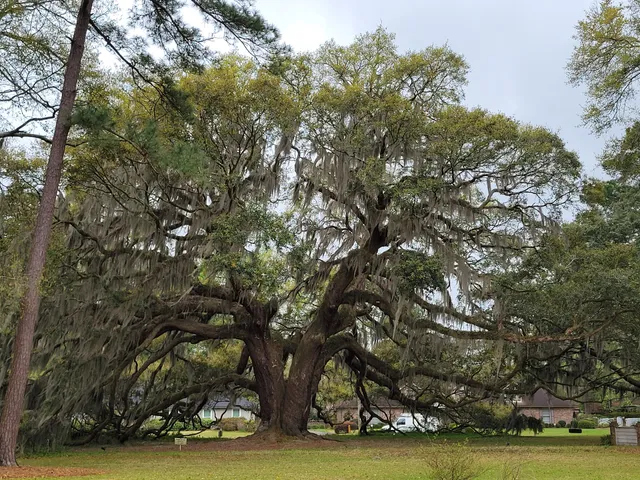 The Majestic Oak Tree
