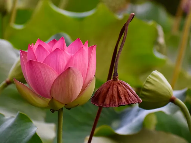 Lotus Garden
