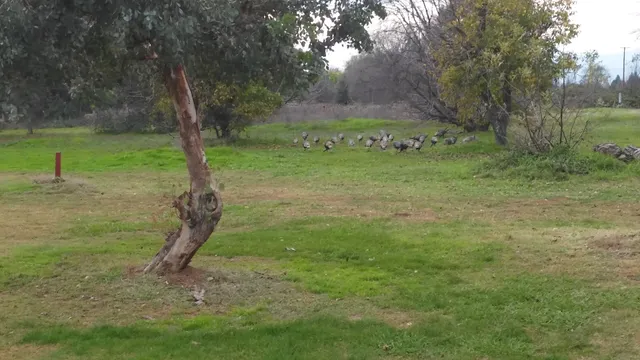 Churn Creek Meadow Organic Farm- CCMOF