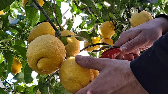 LOCATIONS-06, l'Eugénie, Gite pour des vacances au calme sur la Côte d'Azur