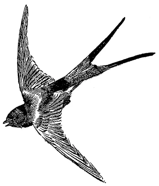 The Barn Swallow Artisan Gallery