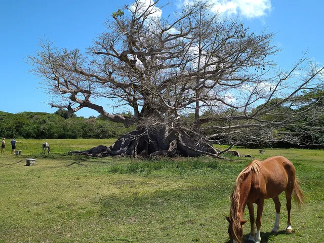 Parque de la Ceiba de Vieques Reserva Natural