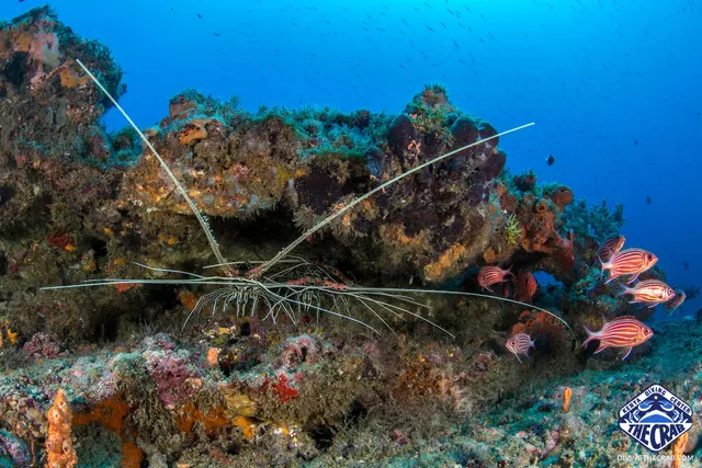 Diving The Crab - Kenya's Best Scuba Diving Centre