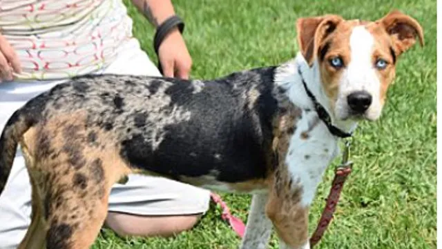 Animal House Shelter