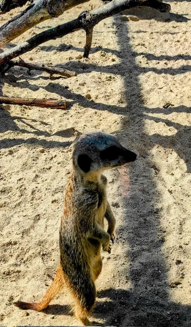 Pickering Park Aviary