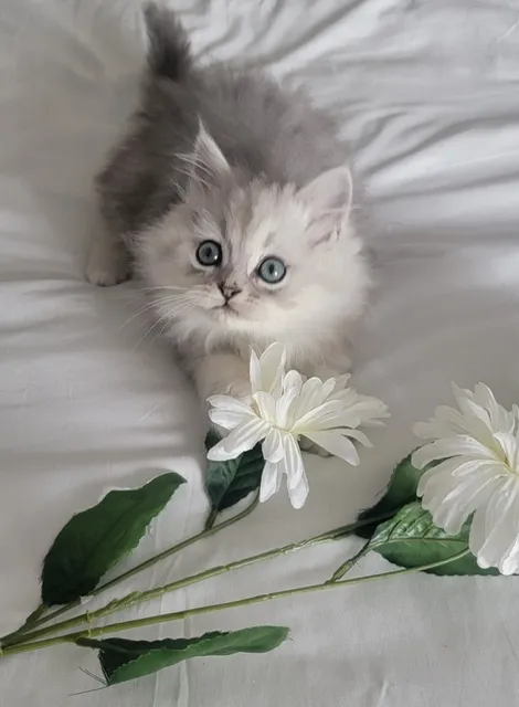 Pretty Precious Persians Kitten Cattery