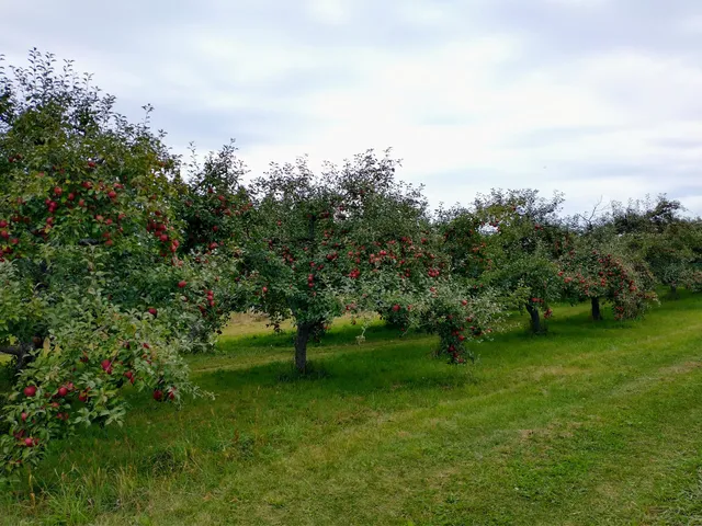 Rising Sun Farm and organic Orchard