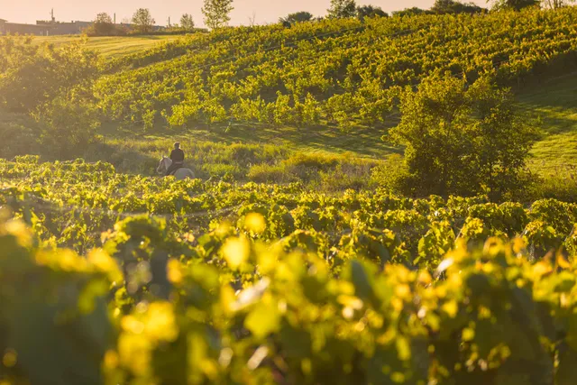 Vignoble Château Fontaine