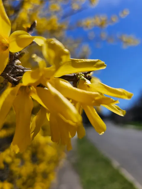 Town of Monroe Dog Park