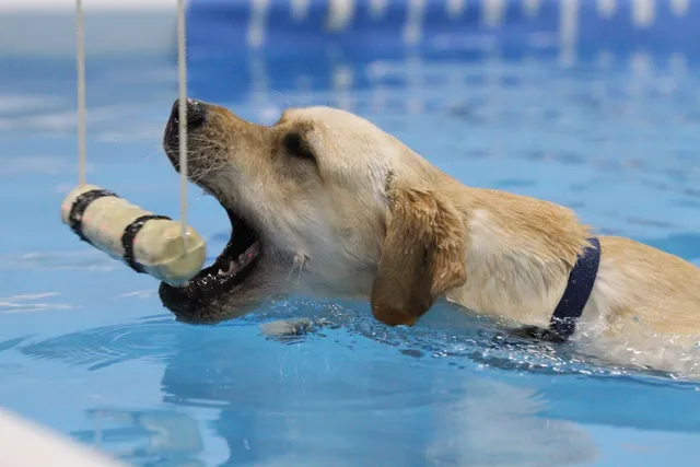 Canine New England, Inc.