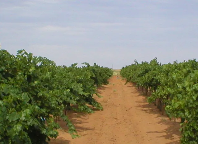 Williams Ranch Vineyard