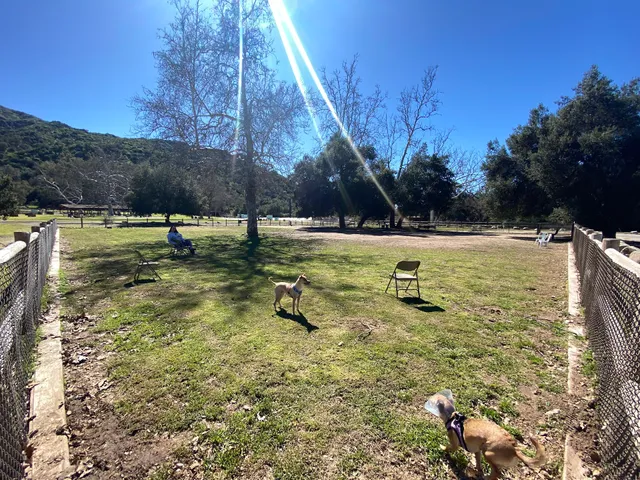 Mitchell Edelson Dog Park