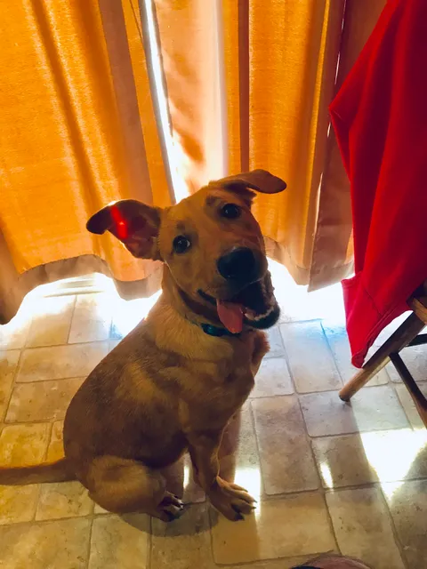 First State Animal Center and SPCA