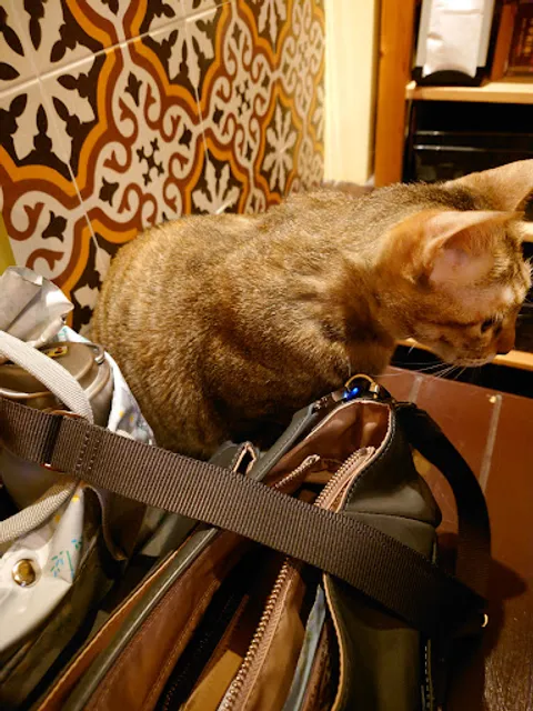 Señor Capitán 船長先生(預約制Paella飯類）