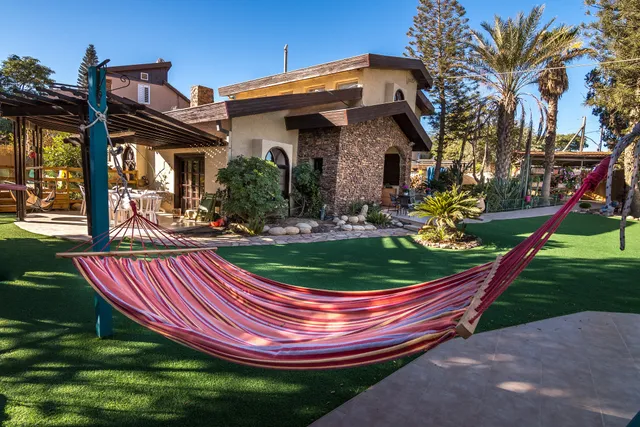 desert bird ציפור מדבר