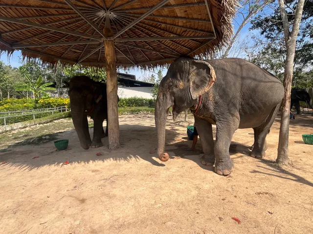 Elephant Jungle Sanctuary Phuket (Thalang Branch)