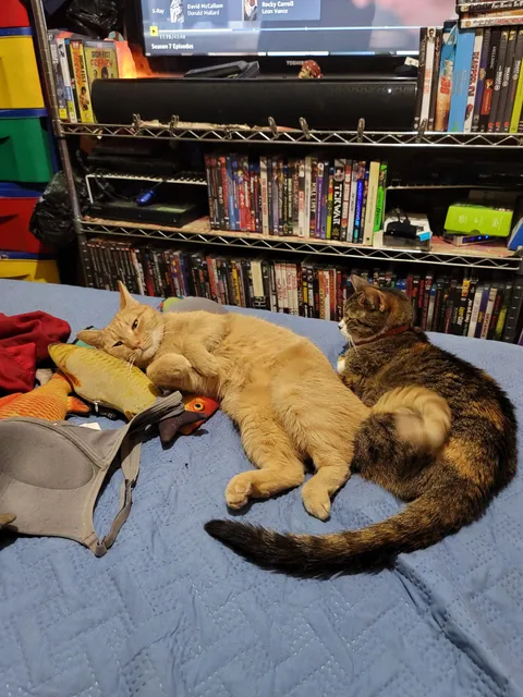 Noah's Ark Pet Clinic