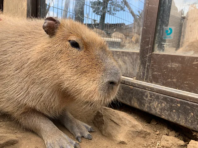 カピバラ虹の広場